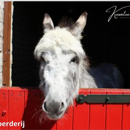 펜션 Lakefront Gelderland Bbq & Tuin 6pers Ewijk